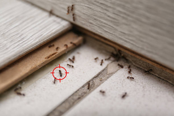 Best Commercial Pest Control Services  in Amite City, LA