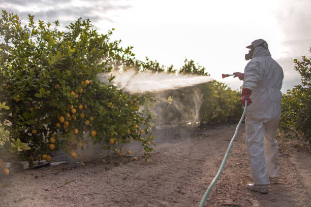 Best Pest Removal Services  in Amite City, LA