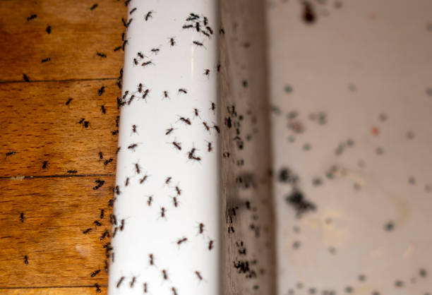 Pest Control Cost in Amite City, LA